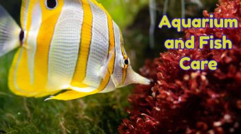 Aquarium Fish Care