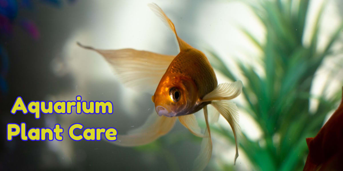 Aquarium Plant Care - AquariumCareGuide.com