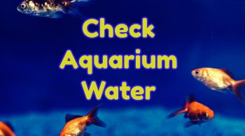 How to check Aquarium Water