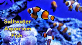 Saltwater Aquarium Fish