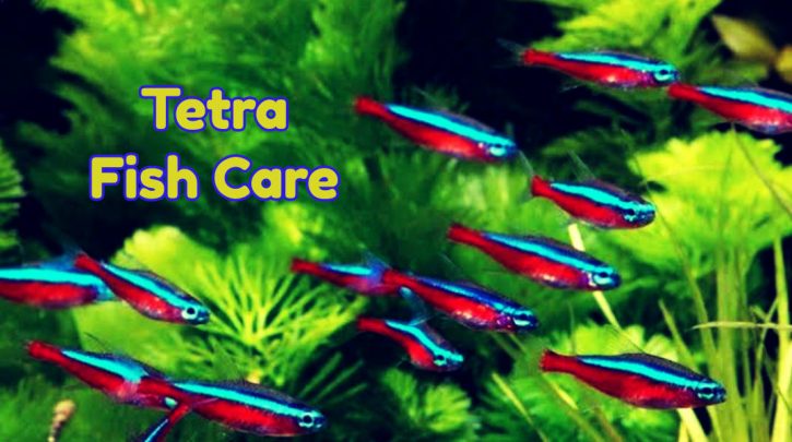 Tetra Fish Care